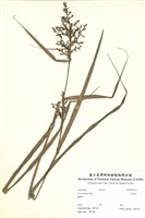 藏品(紅果苔)的圖片